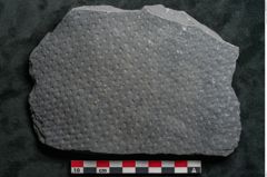 Foto (Detailansicht) von Sigillaria sp. (NHMW-GEO-2024-0188-11216)